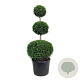 Thuja occ. 'Brabant' 150-175 cm cont. 130L trio bol