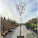 Acer griseum 200 cm stam container 20-25 leiboom