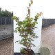Acer japonicum 'Aconitifolium' 200-250 cm cont. 70L meerstammig