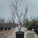 Acer japonicum 'Aconitifolium' 200-250 cm cont. 90L meerstammig