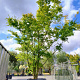 Acer palmatum 450-500 cm container solitair