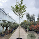 Acer palmatum 180 cm stam container 16-18 leiboom
