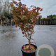 Acer pal. 'Osakazuki' 100-125 cm container