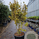 Acer pal. 'Sangokaku' 150-175 cm container meerstammig