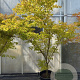 Acer pal. 'Sangokaku' 200-250 cm 45L meerstammig solitair