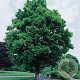 Acer platanoides 12-14 HO container