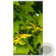 Acer platanoides 12-14 HO container