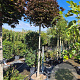 Acer plat. 'Crimson Sentry' 200 cm stam container 18-20 leiboom