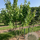 Acer rubrum 400-450 cm draadkluit meerstammig