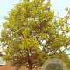 Alnus incana 12-14 HO container