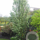 Amelanchier aln. 'Obelisk' 16-18 HO container geveerd