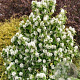 Amelanchier aln. 'Obelisk' 16-18 HO container geveerd