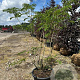 Albizia julibrissin 175-200 cm container meerstammig