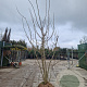 Albizia julibrissin 250-300 cm draadkluit meerstammig solitair