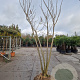 Albizia julibrissin 300-350 cm draadkluit meerstammig solitair