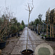 Albizia julibrissin 200 cm stam container 8-10