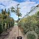 Albizia julibrissin 200 cm stam container 14-16 hoge lei