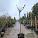 Albizia julibrissin 200 cm stam container 18-20 leiboom