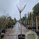 Albizia julibrissin 200 cm stam container 18-20 leiboom