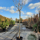 Albizia julibrissin 200 cm stam container 18-20 leiboom