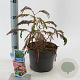 Albizia julibr. Ombrella 70-80 cm 3,0L met stok