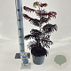 Albizia julibr. 'Summer Chocolate' 70-80 cm 3,0L met stok