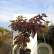 Albizia julibr. 'Summer Chocolate' 200-250 cm draadkluit meerstammig