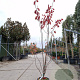 Amelanchier canadensis 200-250 cm 15L