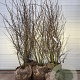 Amelanchier lamarckii 200-225 cm draadkluit extra