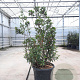 Arbutus unedo 150-175 cm cont. 110L