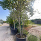 Asimina triloba 250-300 cm container meerstammig