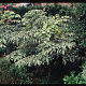 Aralia elata 125-150 cm 20L