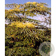 Aralia elata 150-175 cm 20L