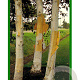 Betula utilis 'Doorenbos' 400-450 cm container solitair