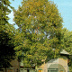 Betula utilis 'Doorenbos' 400-450 cm container solitair