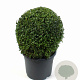 Buxus sempervirens 25 cm 5,0L bol