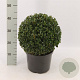 Buxus sempervirens 25-30 cm 5,0L bol