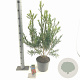 Callistemon rugulosus 40-50 cm 5,0L