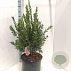 Callistemon vimin. Inferno 80-90 cm 30L