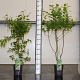 Carpinus betulus 80-100 cm 5,0L geveerd