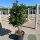Camellia japonica 125-150 cm container meerstammig solitair