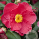 Camellia j. 'Dr King' 100-125 cm 20L