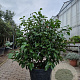 Camellia j. 'Miss Lyla' 100-120 cm container  50 cm stam