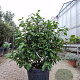 Camellia j. 'Miss Lyla' 100-120 cm container  50 cm stam