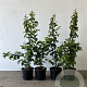 Carpinus betulus 40-60 cm 2,0L