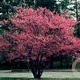 Cercis canadensis 175-200 cm 20L