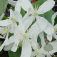 Clematis arm. 'Snowdrift' 175-200 cm 20L