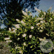 Clethra alnifolia 100-125 cm container