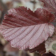 Corylus m. 'Purpurea' 100-125 cm container