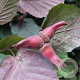 Corylus m. 'Purpurea' 100-125 cm container